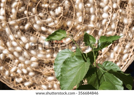 close up green mulberry leaf with silk cocoons background with copy space, thailand