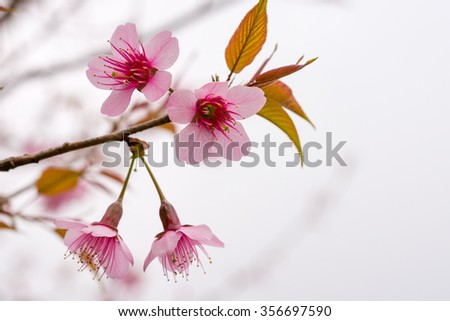 thailand Sakura pink flower in ChiangMai, Thailand landscape