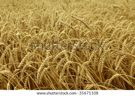Wheat ready to be harvested Royalty-Free Stock Photo #35671108