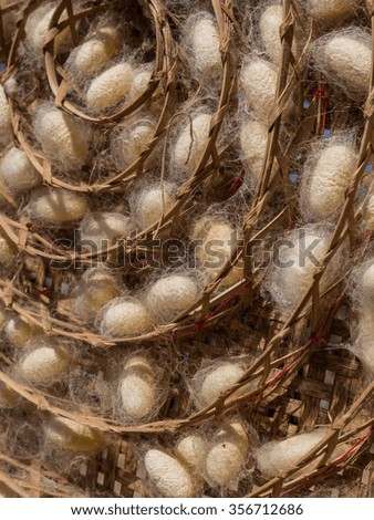 Silkworm Cocoons