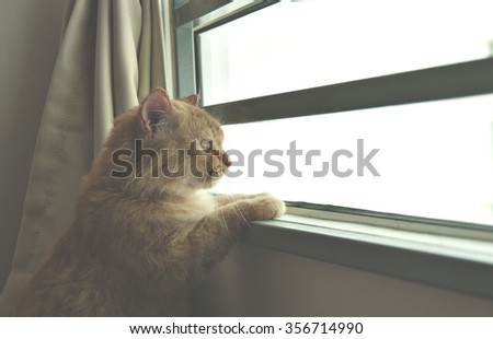 Cat looking through a window with curious expression. Image edited with lightness effect to create mood.