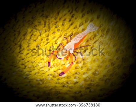 Spotlight on beautiful imperial shrimp on sea cucumber.