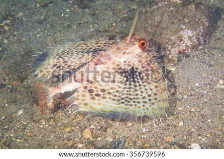 Close-up of a Flying Gurnard (Dactyloptena Orientalis)