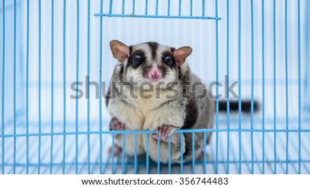 A close up of a sugar glider on the cage