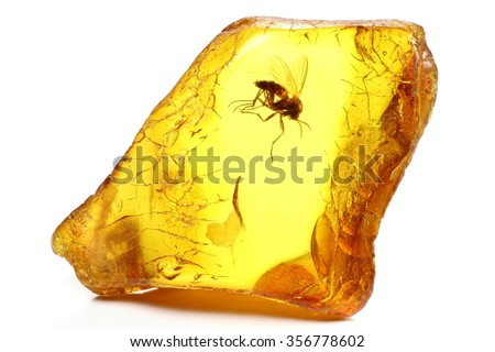 baltic amber with a fungus gnat (mycetophilidae) isolated on white background Royalty-Free Stock Photo #356778602