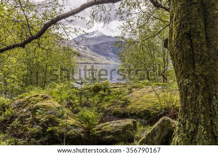 Snowy peak seen from a moss covered wood at the shores of lake Loch Lomond, Scotland
