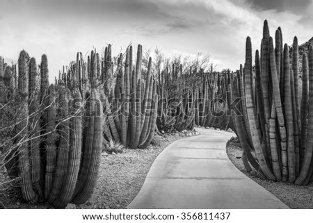 Walkway through a forest of Organ Pipe (Stenocereus thurberi) Cactus plants 
in Phoenix Arizona photographed in black and white.