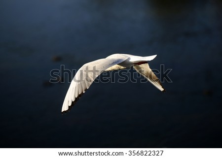 White graceful beautiful elegant dove wild bird flying high with outstretched wings on dark gloomy background clear symbol of freedom outdoor closeup, horizontal picture