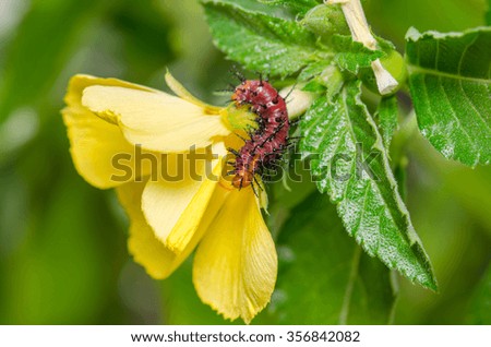 The Dark red caterpillar on green leaf and yellow flower