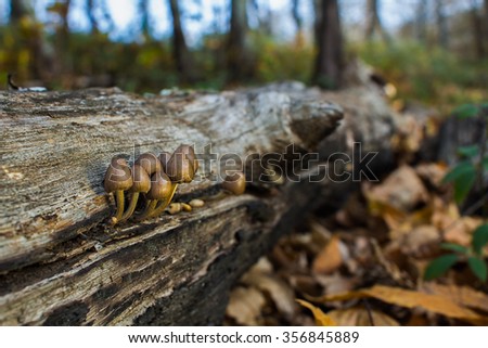 Mushrooms photographed in their natural environment