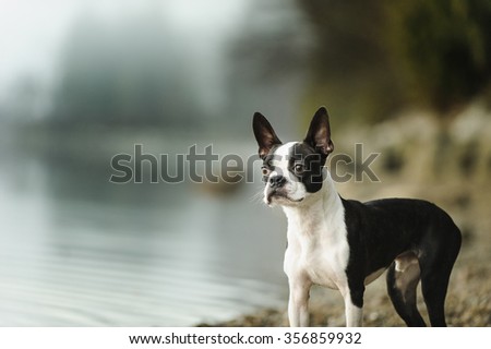Boston Terrier standing on shore.