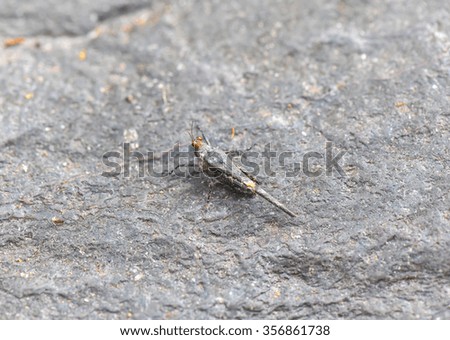 Grasshopper in gray stone circumstance