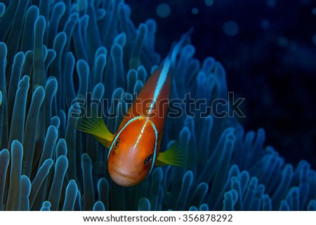 Pink anemone fish in it's host anemone in the warm, tropical waters of Guam, USA.