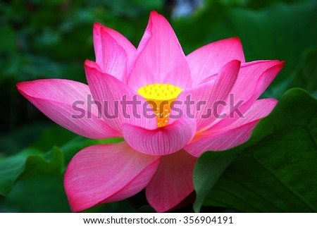 blooming lotus in summer