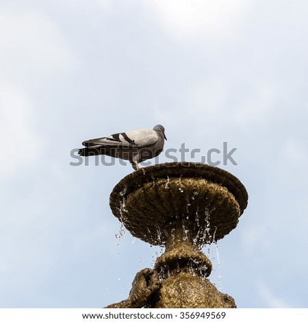 Photo closeup of pigeon grey bird sitting on fountain top vase shaped water basin outside on blue sky background, square picture