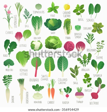 Clip art food collection Vol.1: vegetables and herbs