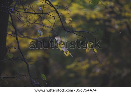 Autumn/leaf/autumn leaves