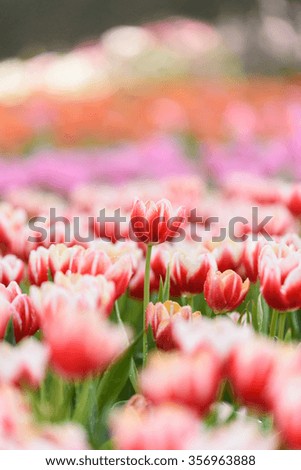 tulip flowers in the garden