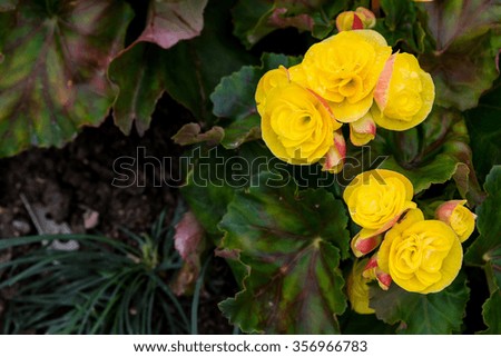 Beautiful bouquet of fresh yellow flowers in garden Chiang Rai, Thailand