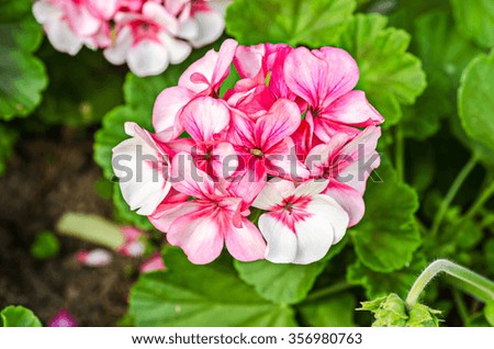 Close up beautiful flower in garden