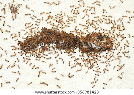 Top down view of fire ants eating on a dead gecko. Fear of ants - Myrmecophobia.