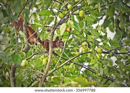 Red squirrel on the apple tree