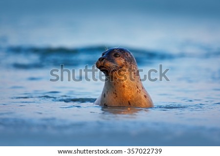 Atlantic Grey Seal, Halichoerus grypus, portrait in the dark blue water with morning light, animal swimming in the ocean waves, Helgoland island, Germany. Royalty-Free Stock Photo #357022739