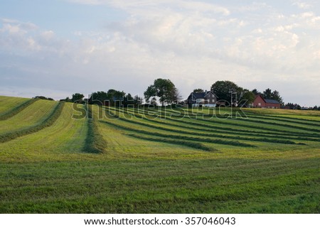Rows of fresh cut grass on a farm field, Stavanger, Norway. Norwegian farm landscape.