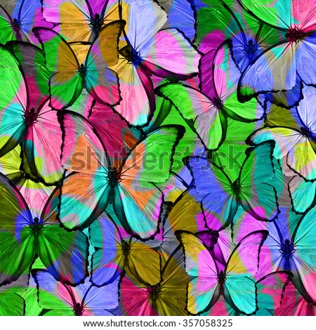 Beautiful abstract background texture made from colorful butterfly
