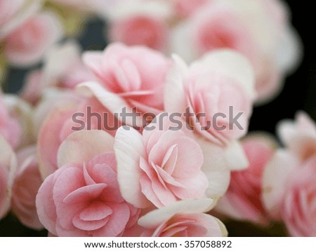  Flower Thai style 