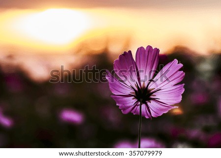 Pink color of cosmos flowers in the garden with sunset background