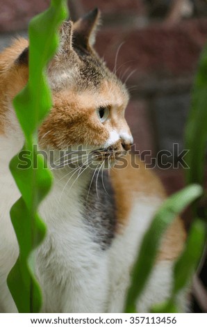 A tricolor cat sitting behind green plant. Cat with green eyes, white, brown and black strips. Selective focus.