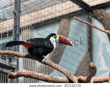 Toco Toucan on a branch in bird cage.