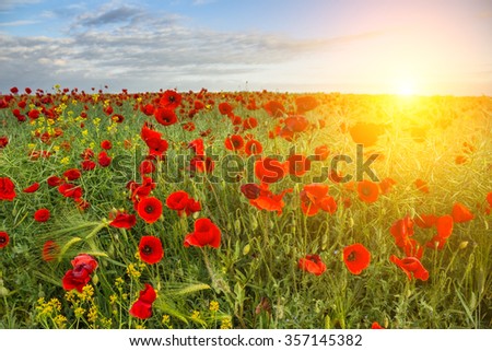 sunrise over a poppy field in bloom in spring
