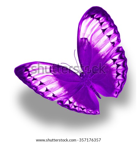 Beautiful Purple butterfly flying up