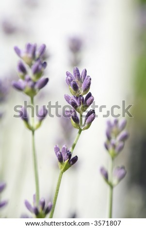 closeup picture of a lavender
