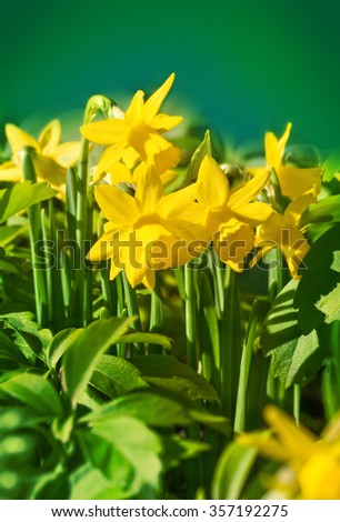 Bunch of small daffodils between green leaves against green background