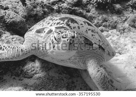 Sea turtle resting on seabed of a tropical ocean. Visible noise on background due to saltwater slightly poor visiblity and white balance shifted.
