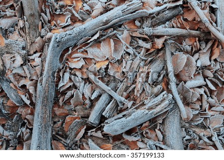Old branch and fallen leaves covered by frost in winter