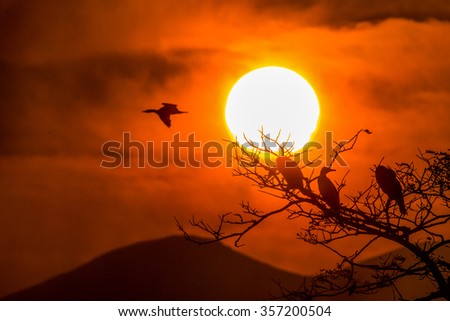Silhouette Of Great Cormorant and Tree with Sunrise - color tone tuned