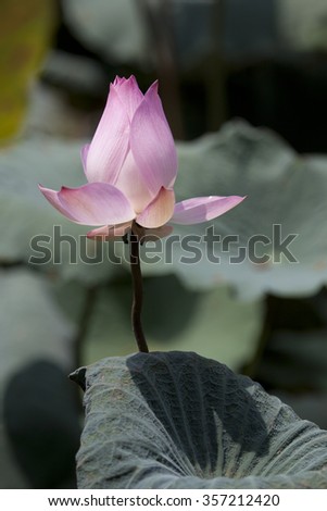 Lotus, solus, glistening in sunlight