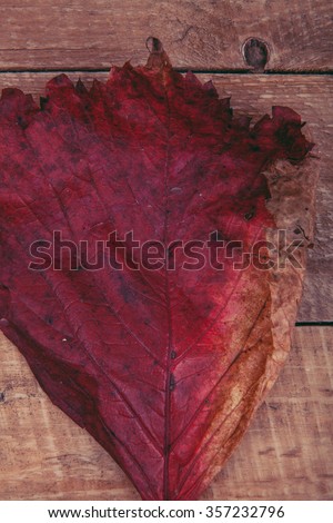 burgundy autumn leaves of wild grapes on a wooden background