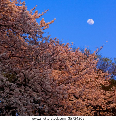 cherry blossoms under the Moon