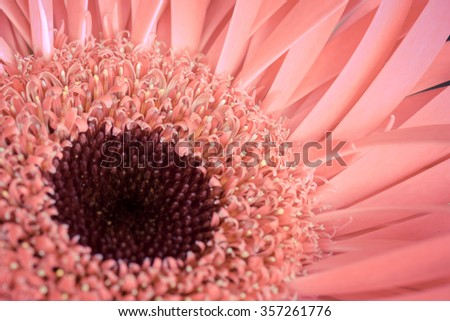 Pink Gerbera (macro)