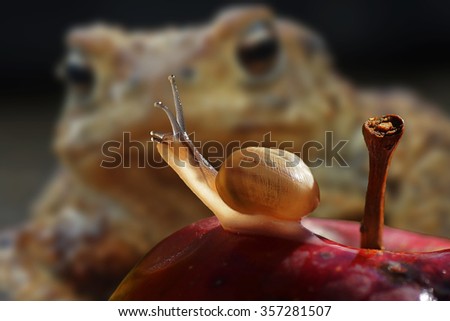 snail and toad                               