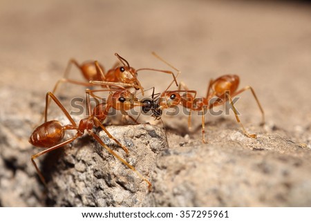 Red ant in the garden