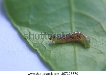 worm on leaf