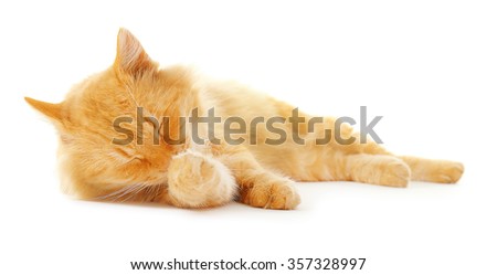 Fluffy red cat cleans itself isolated on white background
