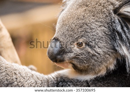 Closeup picture of a koala