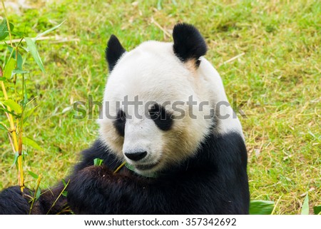 Picture of a cute giant panda eating bamboo with a funny looking face
